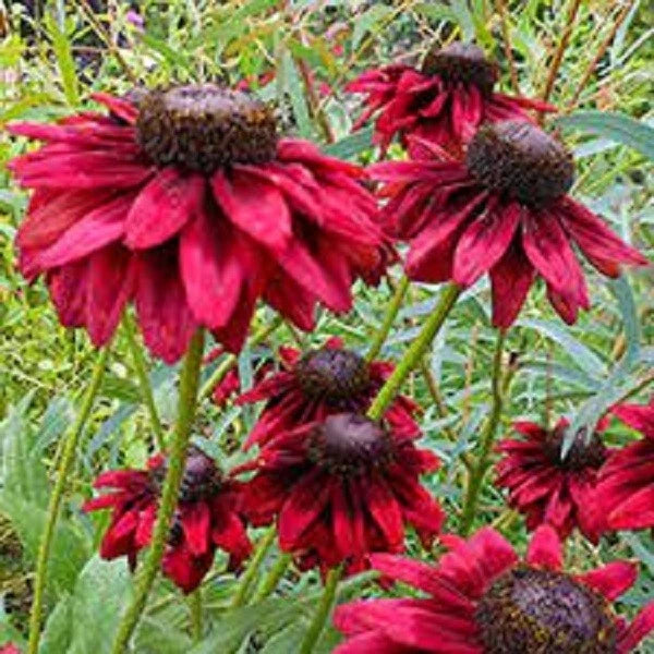 50 Cherry Brandy Coneflower Seeds | Echinacea Purpurea | Perennial Flower Seeds for Garden Planting