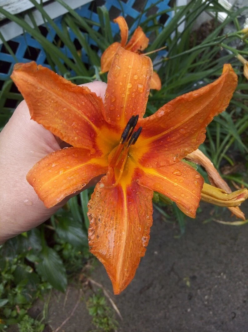 tiger lily daylily Orange Tiger Lily Plants 5-Pack Bare Root Perennial Hemerocallis Fulva –  Jayme Garden