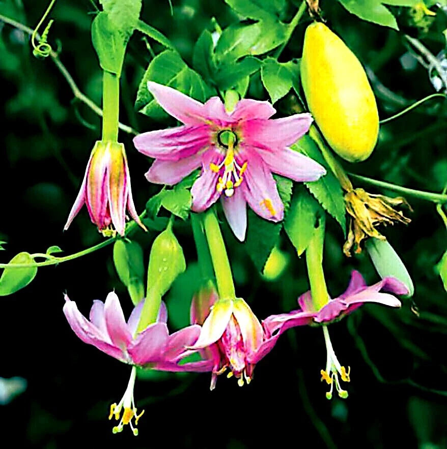 Banana Passionfruit Seeds - 10 Pack, RARE Fast Flowering Vine - Passiflora Mollissima