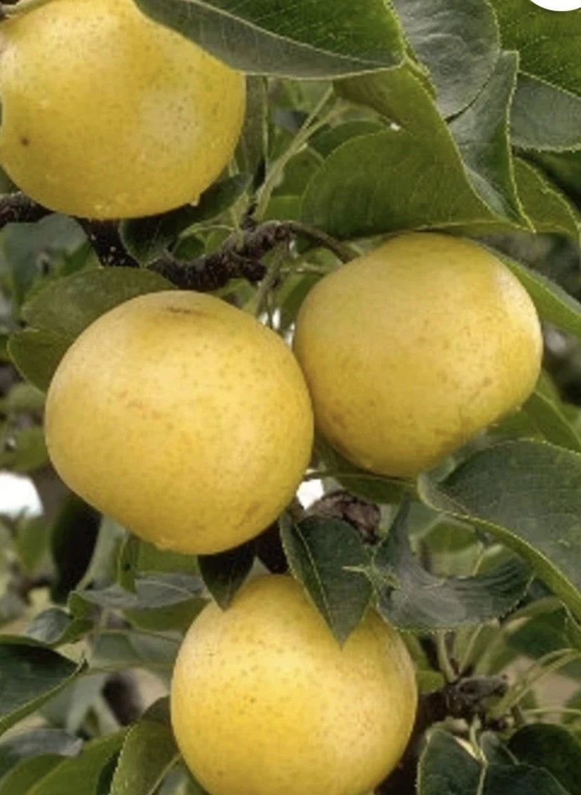 20th Century Pear Cuttings - 4 Yellow Round Crispy Juicy Cuttings - Pyrus communis