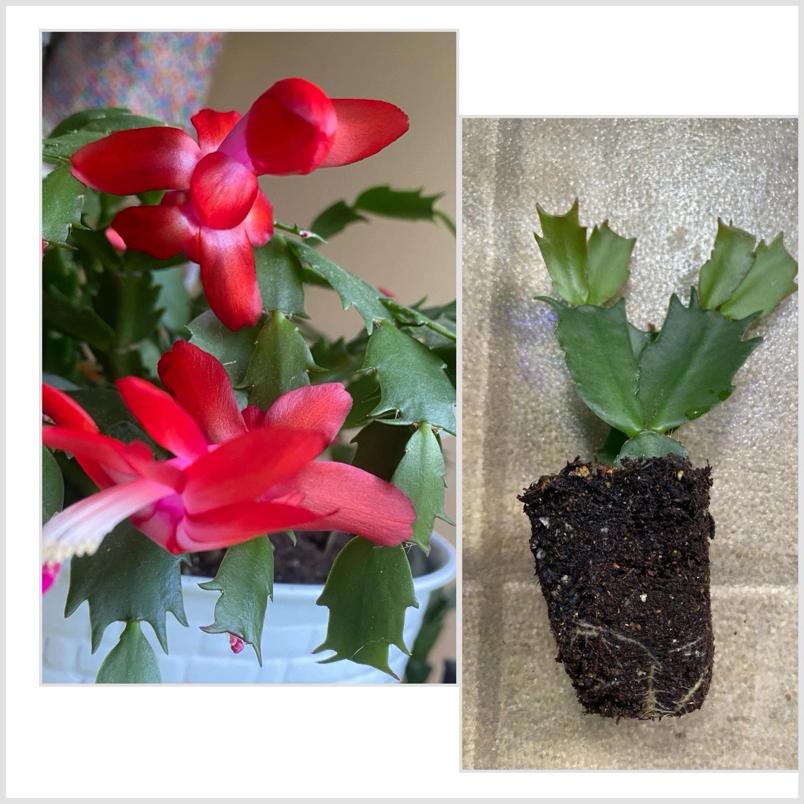 Christmas Cactus Starter Pup 4
