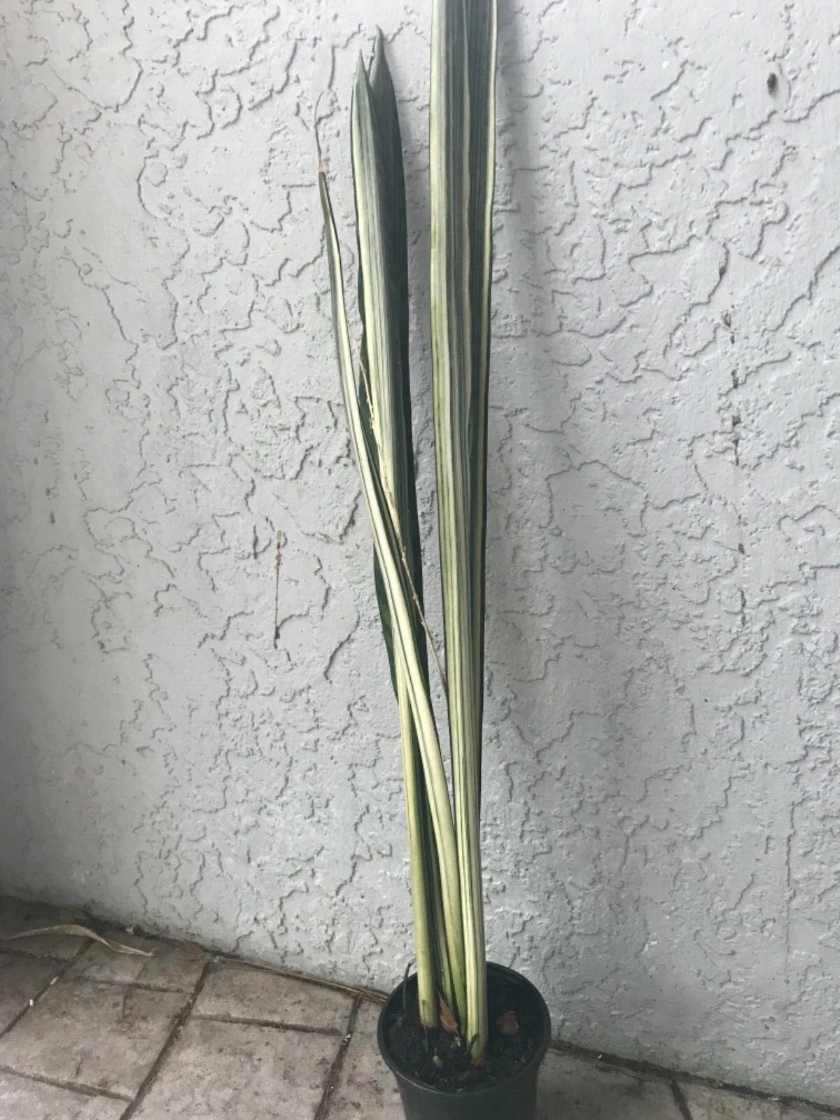 Bantel Sansevieria 24" White Lightning Snake Plant (Sansevieria trifas   Jayme Garden