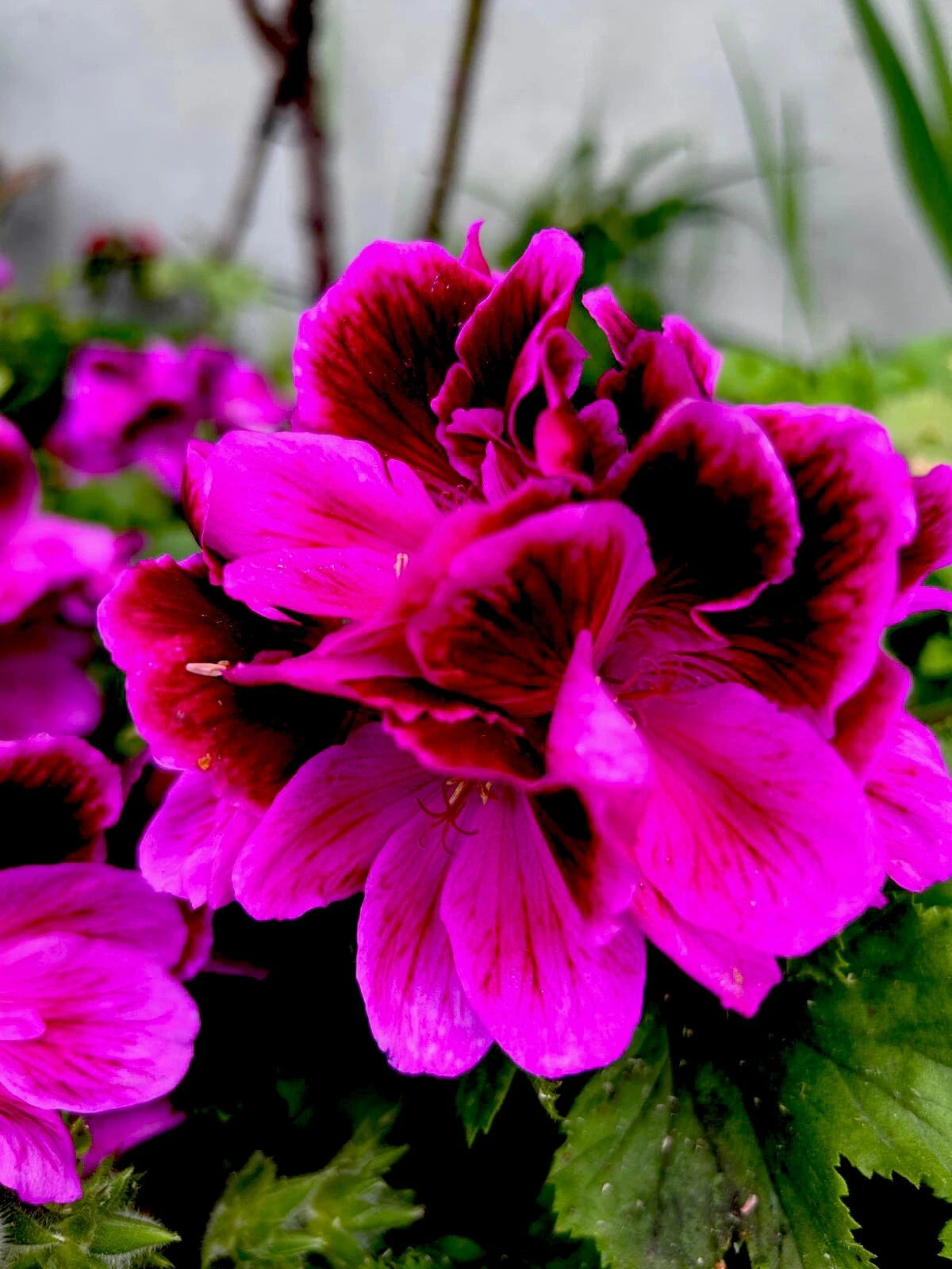 Live Plant 12” Tall Lavender Pink Dark Maroon