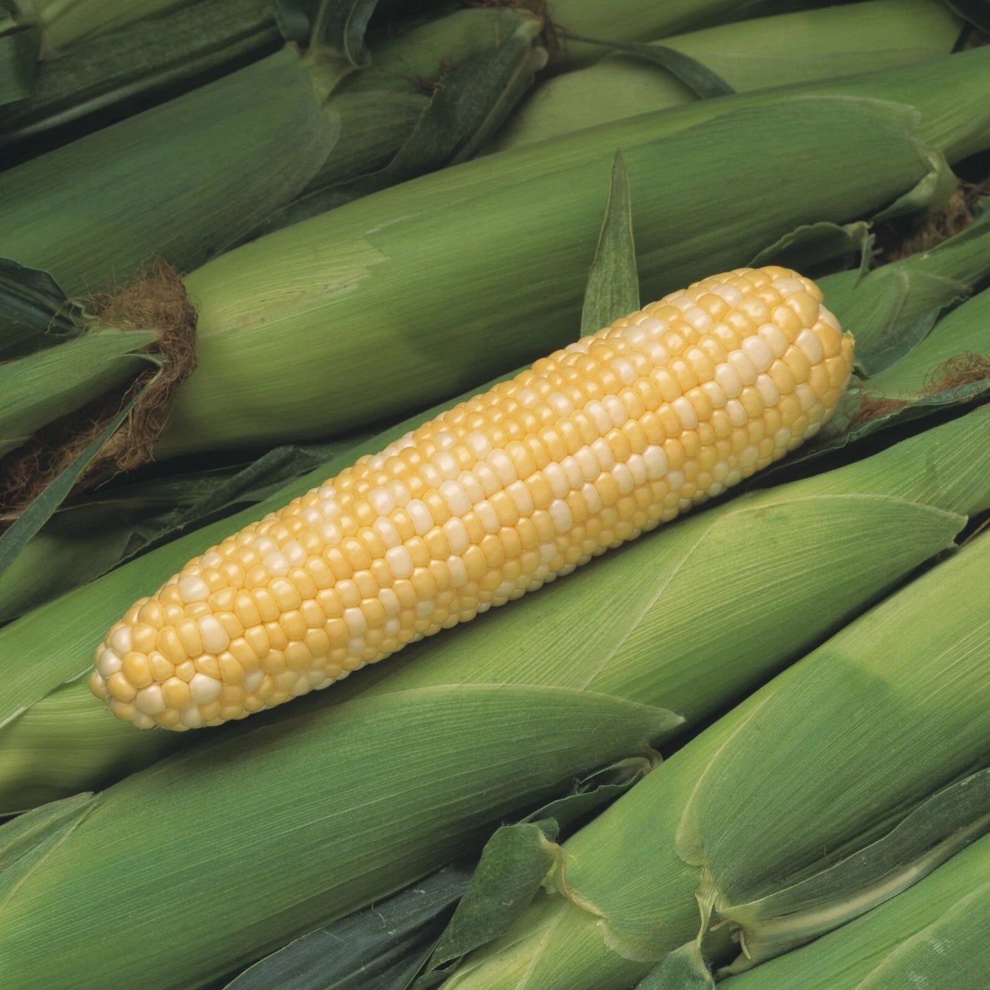 500+ Organic Heirloom Peaches and Cream Sweet Corn Seeds - Non-GMO - Vegetable Gardening