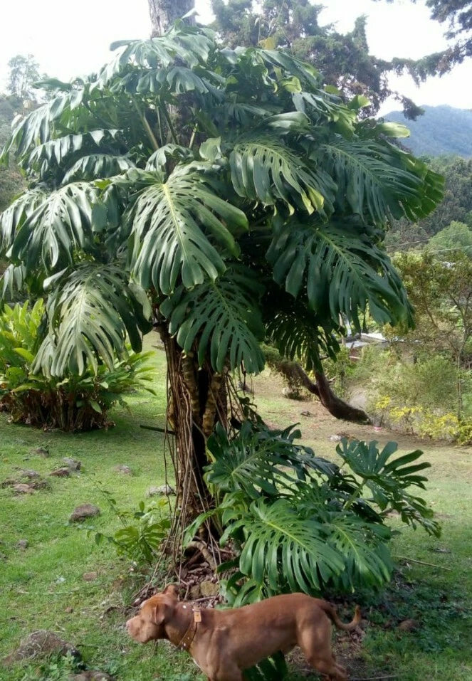 Giant Monstera Deliciosa Seedling in 2
