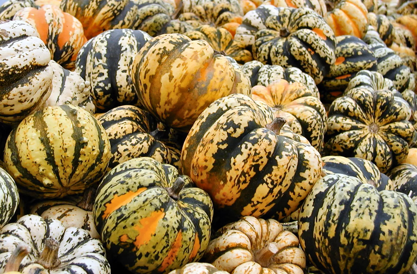 Celebration Squash Seeds - Fresh Heirloom Vegetable Seeds for Planting - Cucurbita pepo