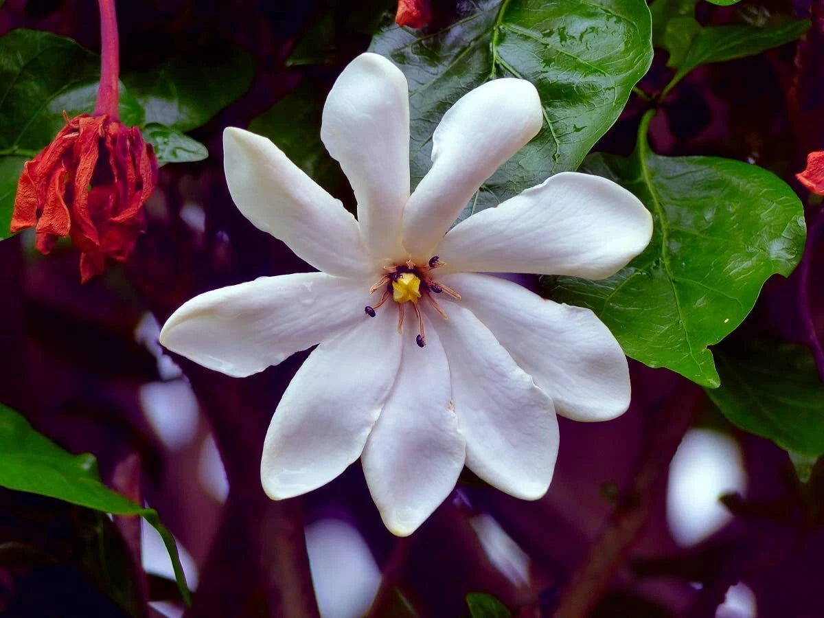 Cape Jasmine Flower Seeds - 25 Pack - Small Flowering Bush
