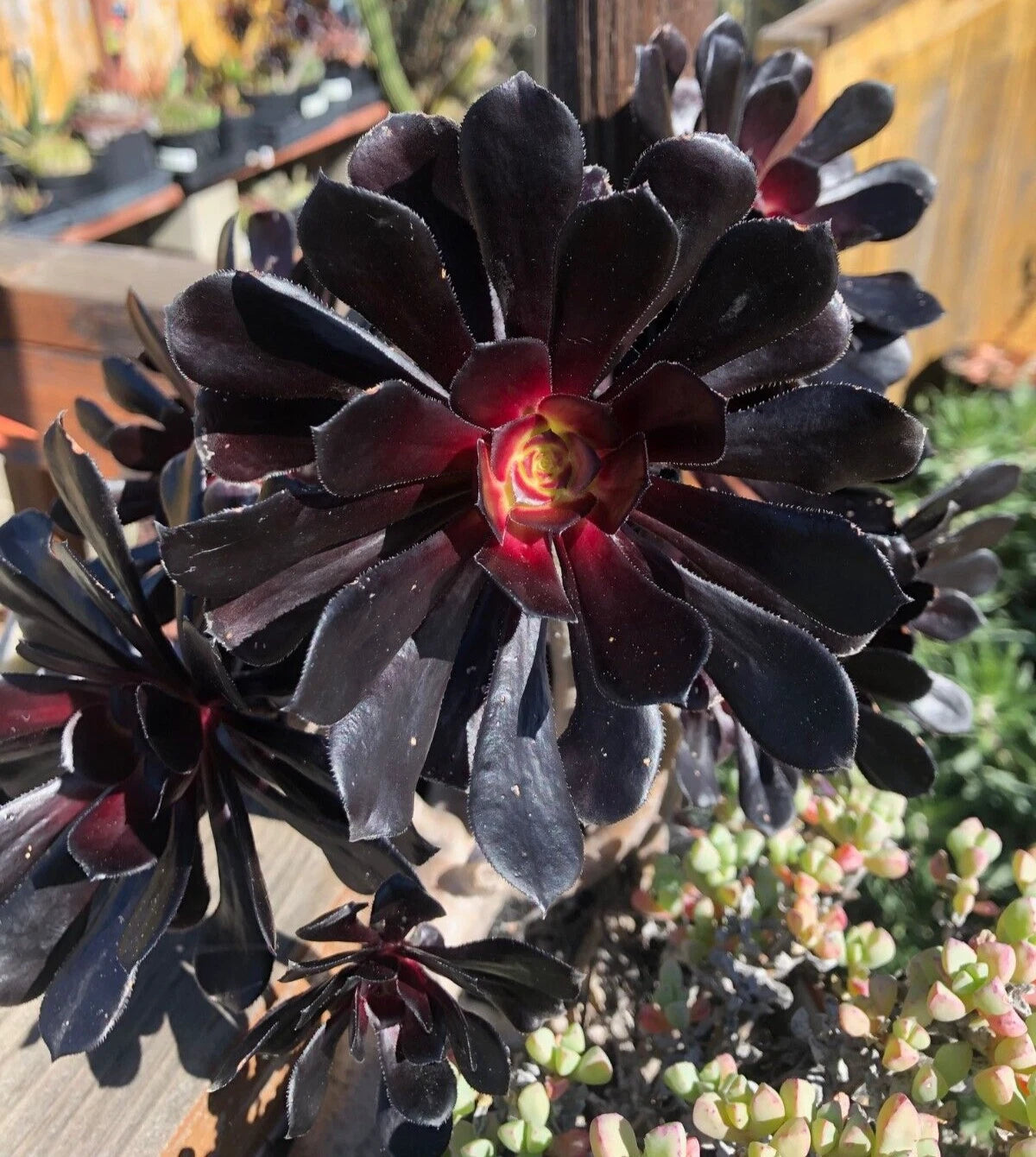 Aeonium 'Black Rose' Cutting, 3-4" Succulent Plant, Black Rose Succulent, Echeveria Family