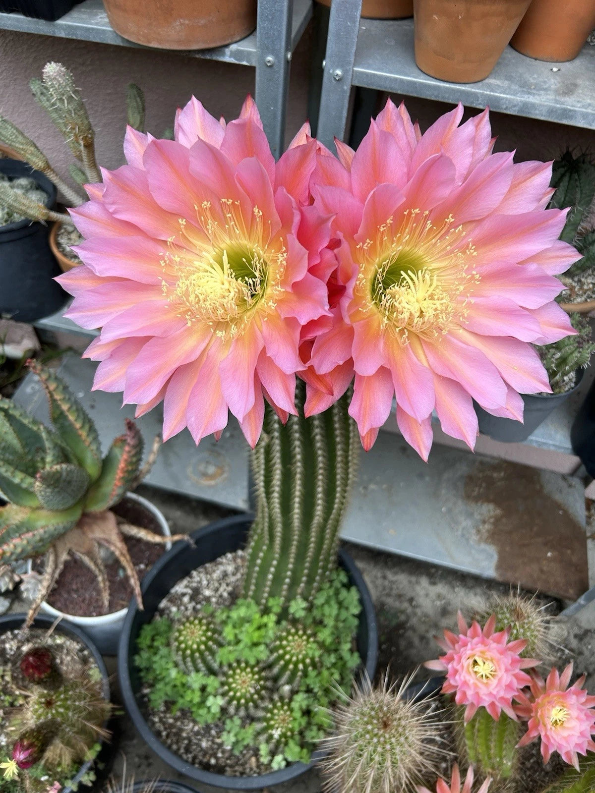 Echinopsis Hybrid Cactus Cutting ~6” | Flying Saucer Succulent