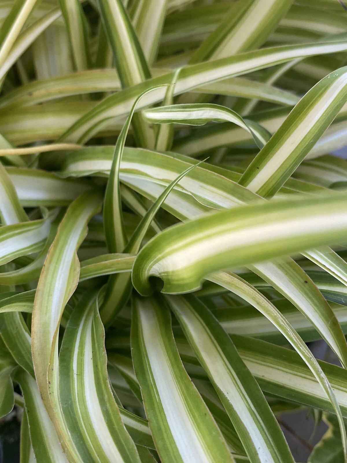 spider plants for sale Variegated Spider Plants - Set of 2 Well-Rooted Baby Plants