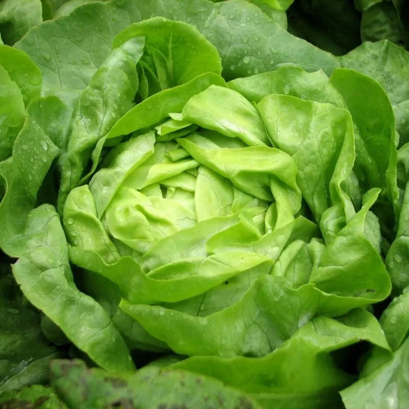 Buttercrunch Lettuce Seeds - 1000+ Heirloom Non-GMO - USA Grown, Organic Seed for Garden Planting