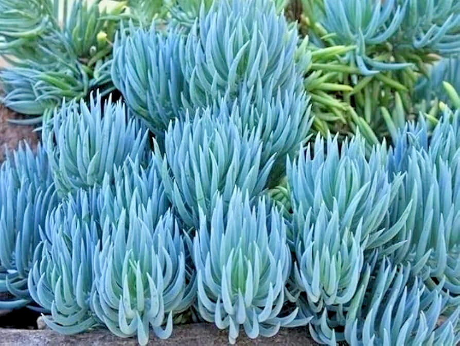 Blue Chalk Sticks Succulent Cutting - Live Drought Tolerant Indoor Outdoor Plant - Senecio serpens