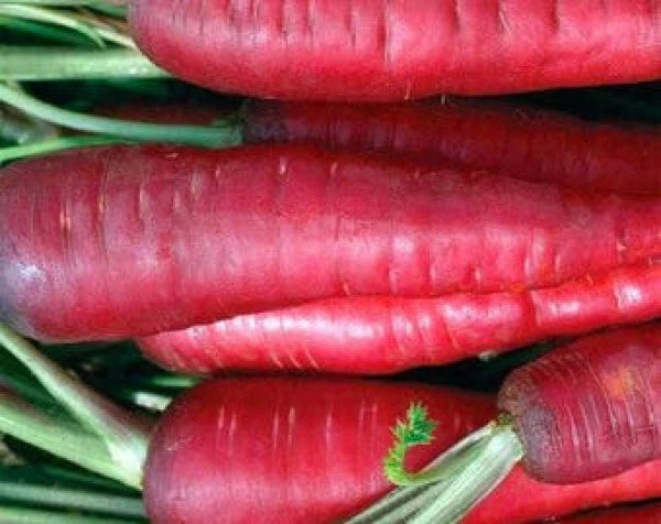 Atomic Red Carrot Seeds - 135 Seeds - Heirloom Variety - Daucus carota - GroCo USA - Ships Free with Any 15 Purchase