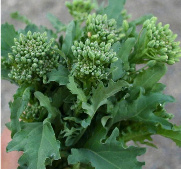 Broccoli Raab Seeds - 500 Non-GMO Italian Spring Rapini Microgreens - Cool Season Variety