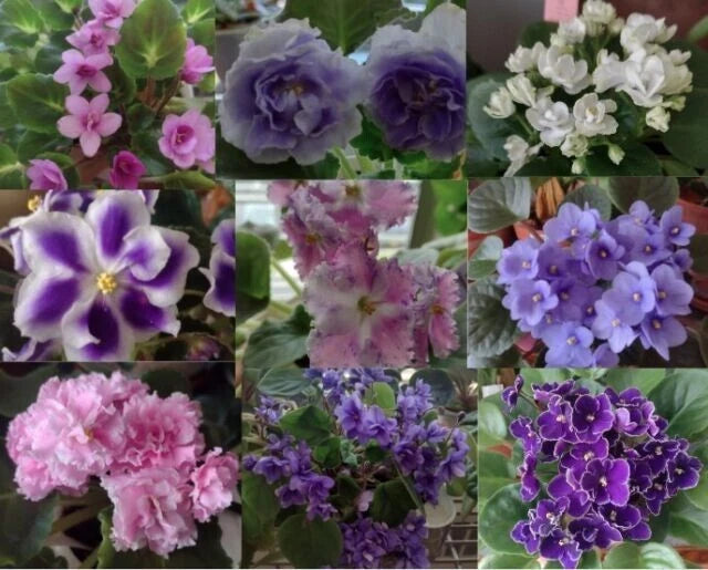 African Violet Leaf Box - 10 Named Varieties - Standards & Trailers - Variegated - Saintpaulia spp.