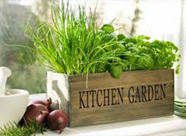 Herb Garden Collection Small Heirloom Seeds 6 Top Varieties of Herbs Organic Culinary Plants