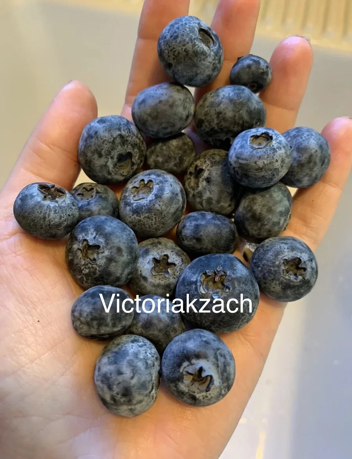Blueberry Seeds - Organic Non-GMO Edible Garden Variety - Homegrown, TX USA