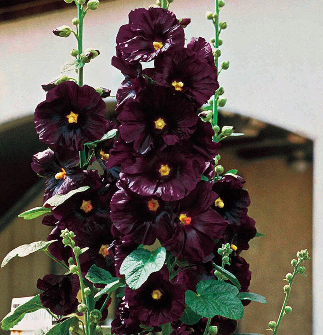 Black Hollyhock Flower Seeds - 25+ Seeds - Dark Purple Blooms - Alcea rosea - Includes Free Surprise Seeds