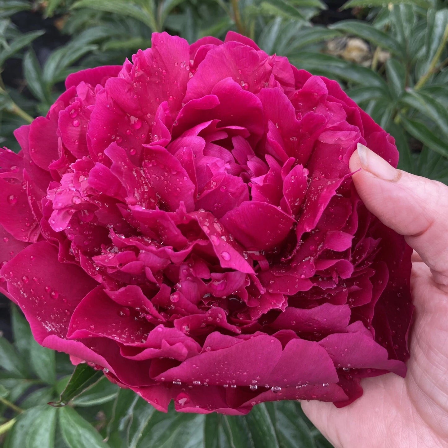 Peony Bare Root Plant - Large Herb Variety "Avis Varner" - 5-7 Eyes - Field Grown for Fall Shipping - Paeonia spp.