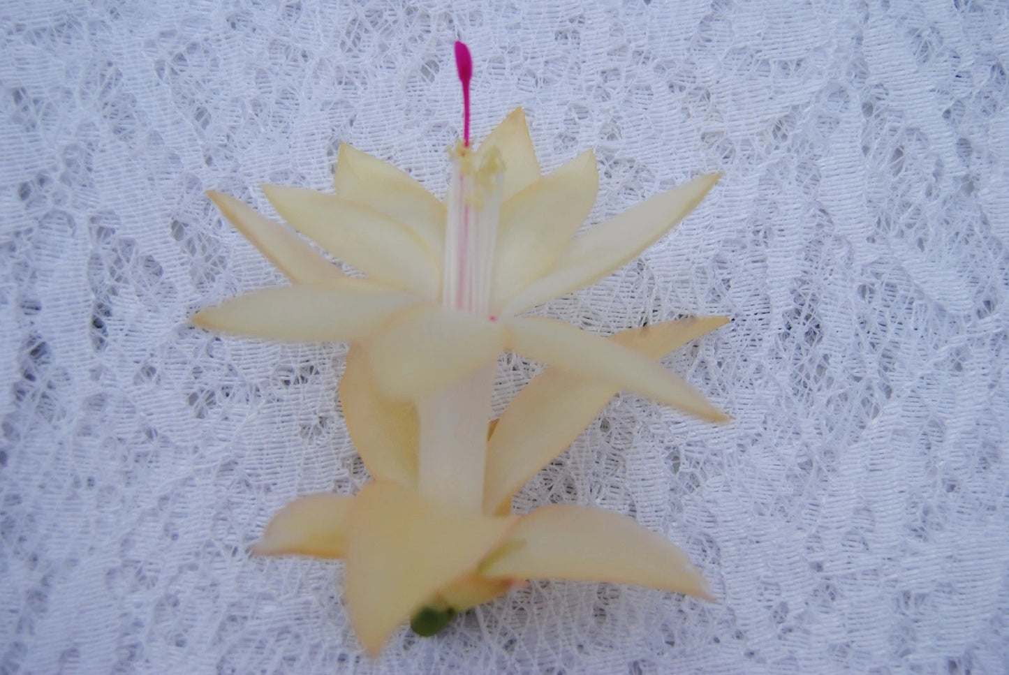 Christmas Cactus Starter Plant - Comet - Schlumbergera Truncata - Easy Care Indoor Succulent