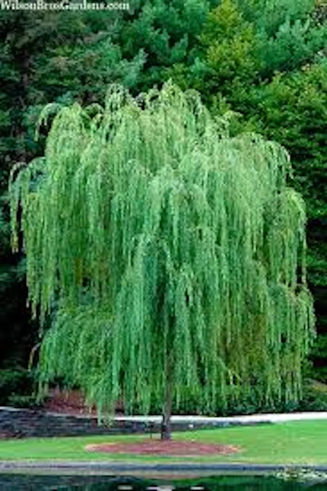 CZ Grain Austree Hybrid Willow Tree, Fast Growing 10-15 Feet Per Year, Privacy, Shade