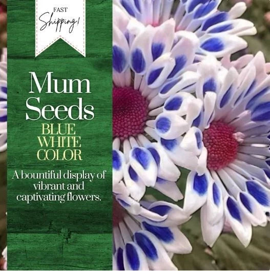 Chrysanthemum Seeds - 200+ Blue White Mum Flower Seeds - Annual Flower Seeds - Chrysanthemum morifolium