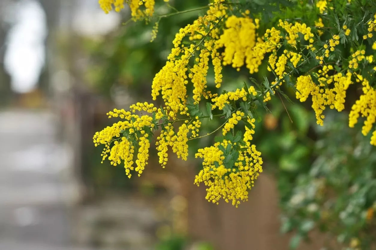 Acacia Golden Wattle Tree Seeds, Fresh 40 Seeds, Acacia pycnantha, Australian Native Plant, Drought-Resistant Gardening