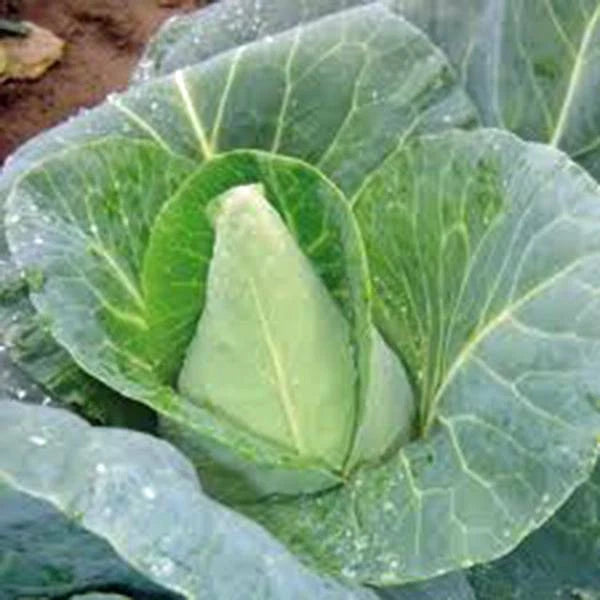 Cabbage Seed 100 Count Early Jersey Wakefield Heirloom Non-GMO (Brassica oleracea)