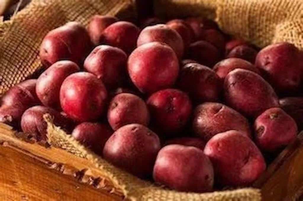red seed potatoes for planting Red Pontiac Seed Potatoes for Planting - Medium Size