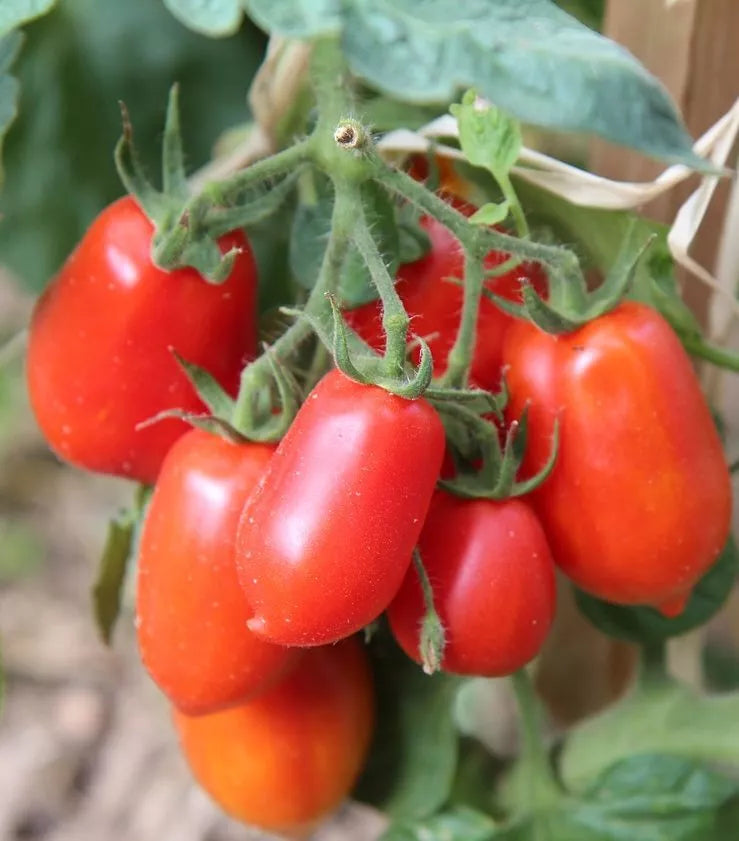 San Marzano Tomato Seeds 50 Ct Heirloom Non-GMO Determinate Vegetable Garden Solanum lycopersicum