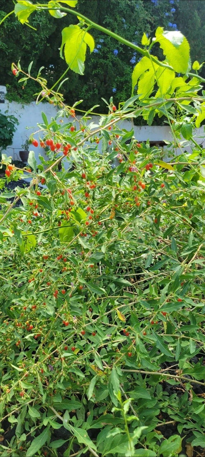goji berry plant in pot Live Goji Berry Plant 1 Gal Pot - Fully Mature