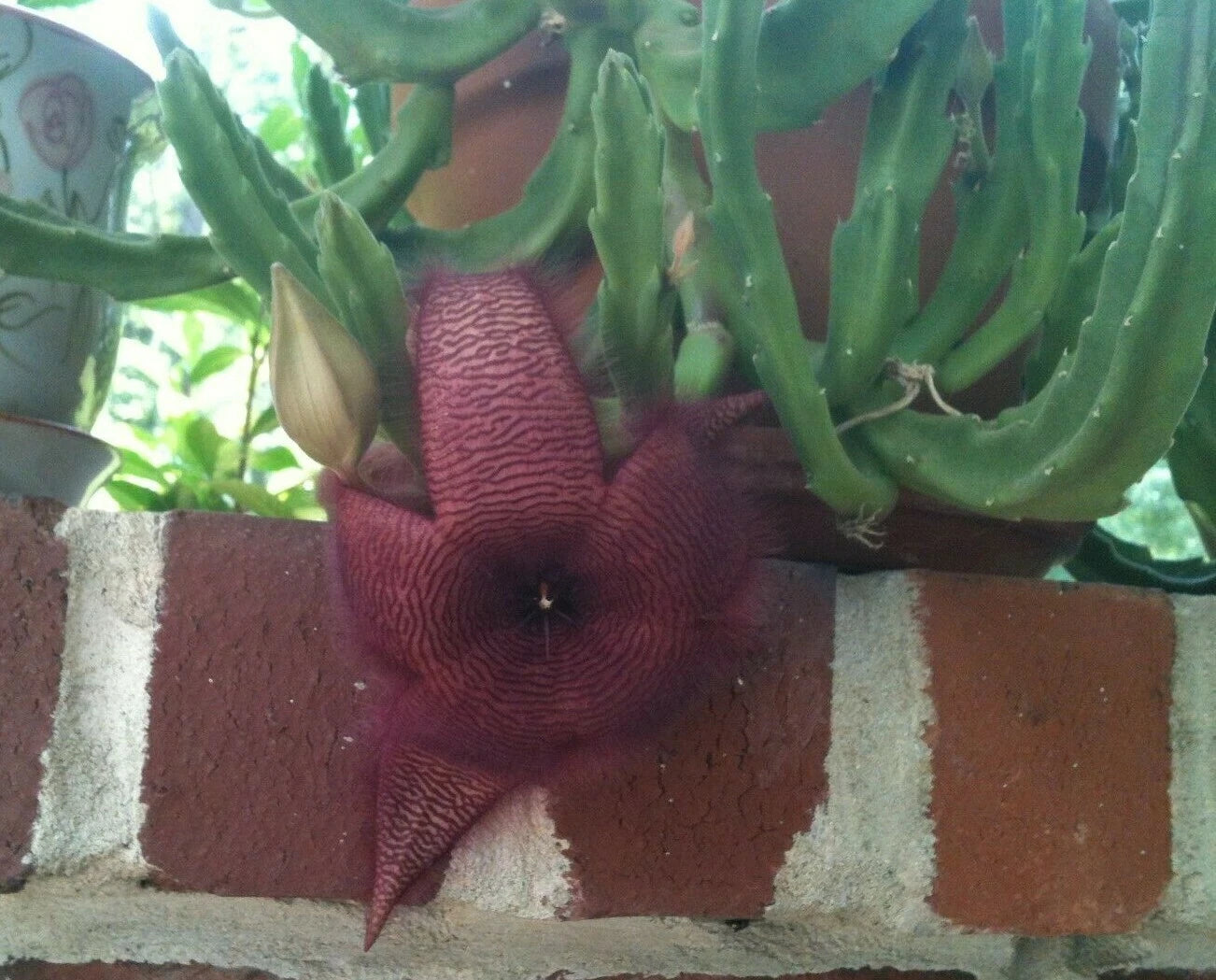 toad plant succulent Stapelia Grandiflora Cuttings - Red Starfish Toad Cactus - Unique Carrion Plant