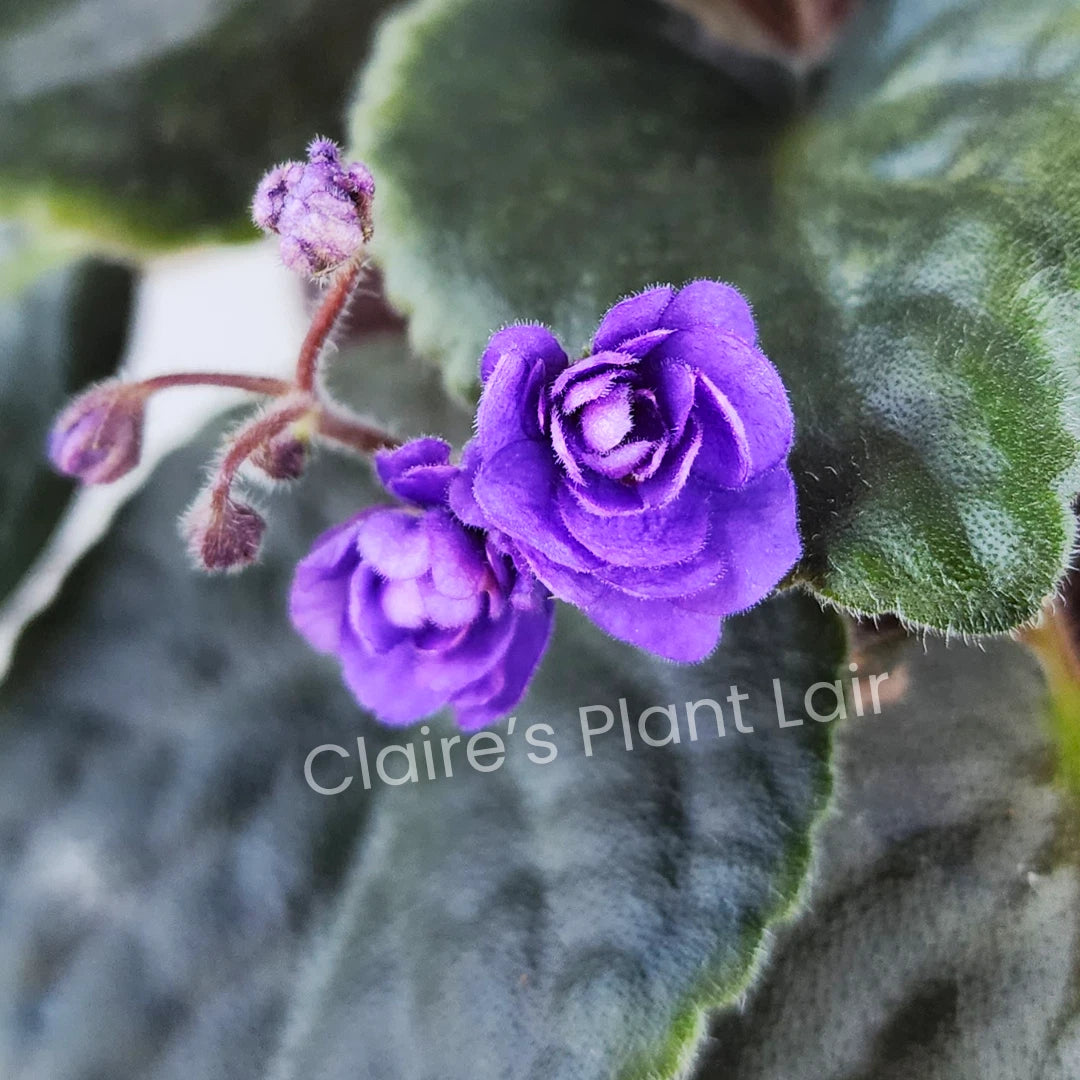 African Violet Leaf - Double Blue Boy - Saintpaulia ionantha