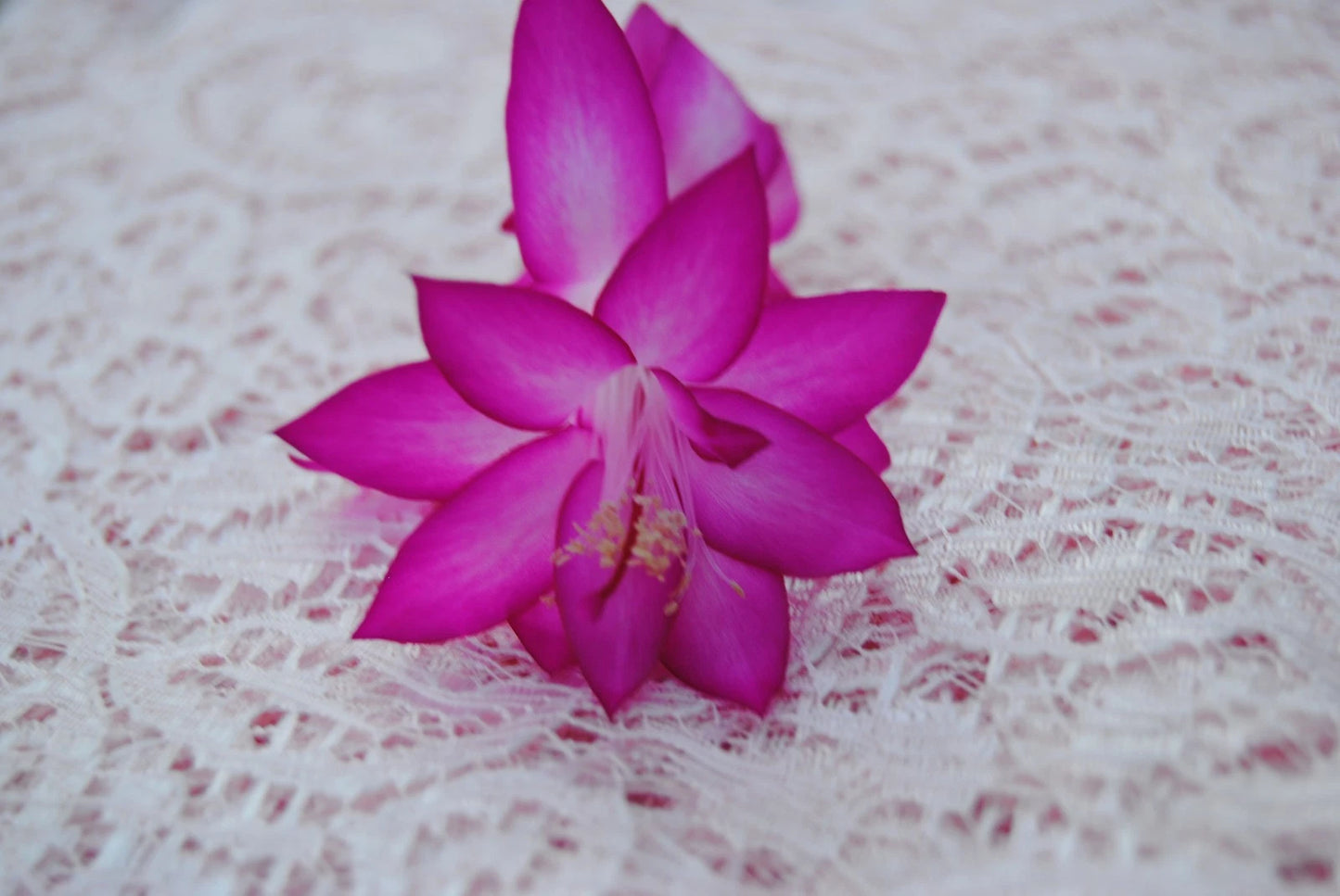 Christmas Cactus Starter Plant - Japanese Dream - Schlumbergera Truncata - Perfect for Holiday Decor and Gifting