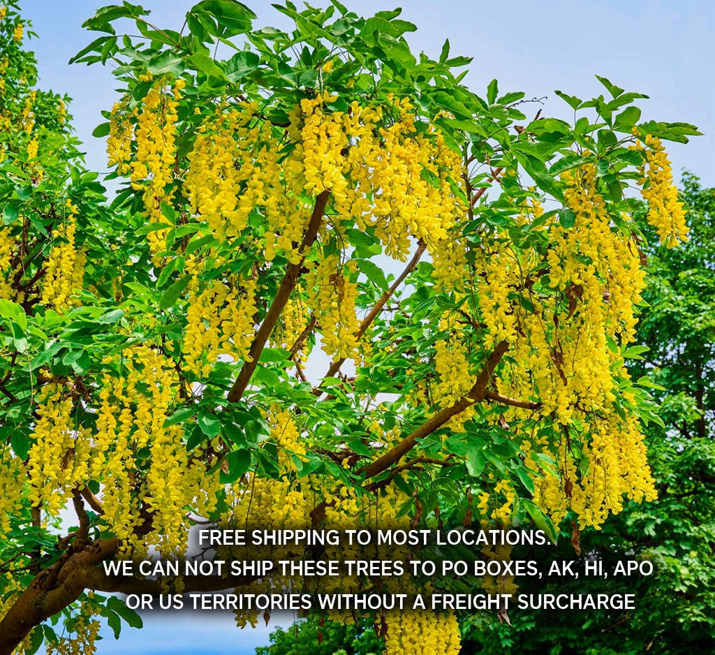 Golden Chain Tree Seedling - Live Potted Plant