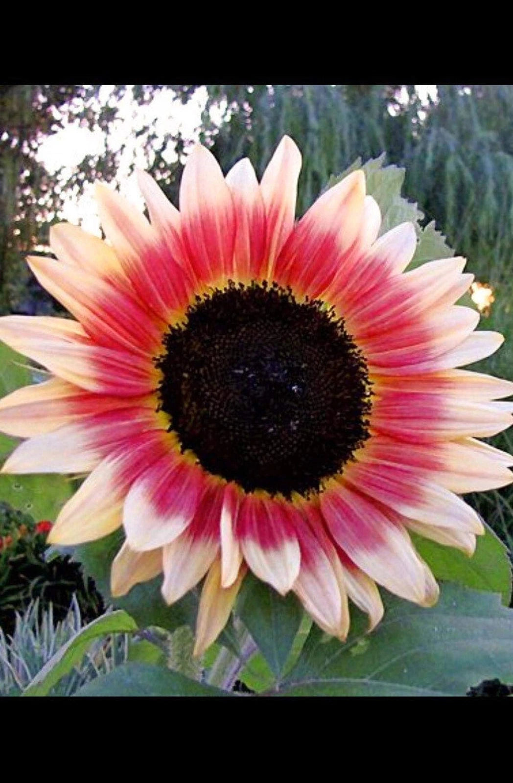 Strawberry Blonde Sunflower Seeds - 20 Seeds - Pink Variety - Helianthus Annuus