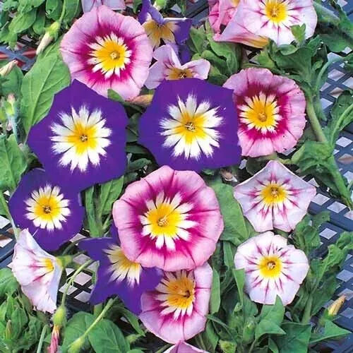 25 Seeds Morning Glory Dwarf Ensign Mix - Ipomoea purpurea - Fast-Growing Flower Seeds - Perfect for Gardens or Containers