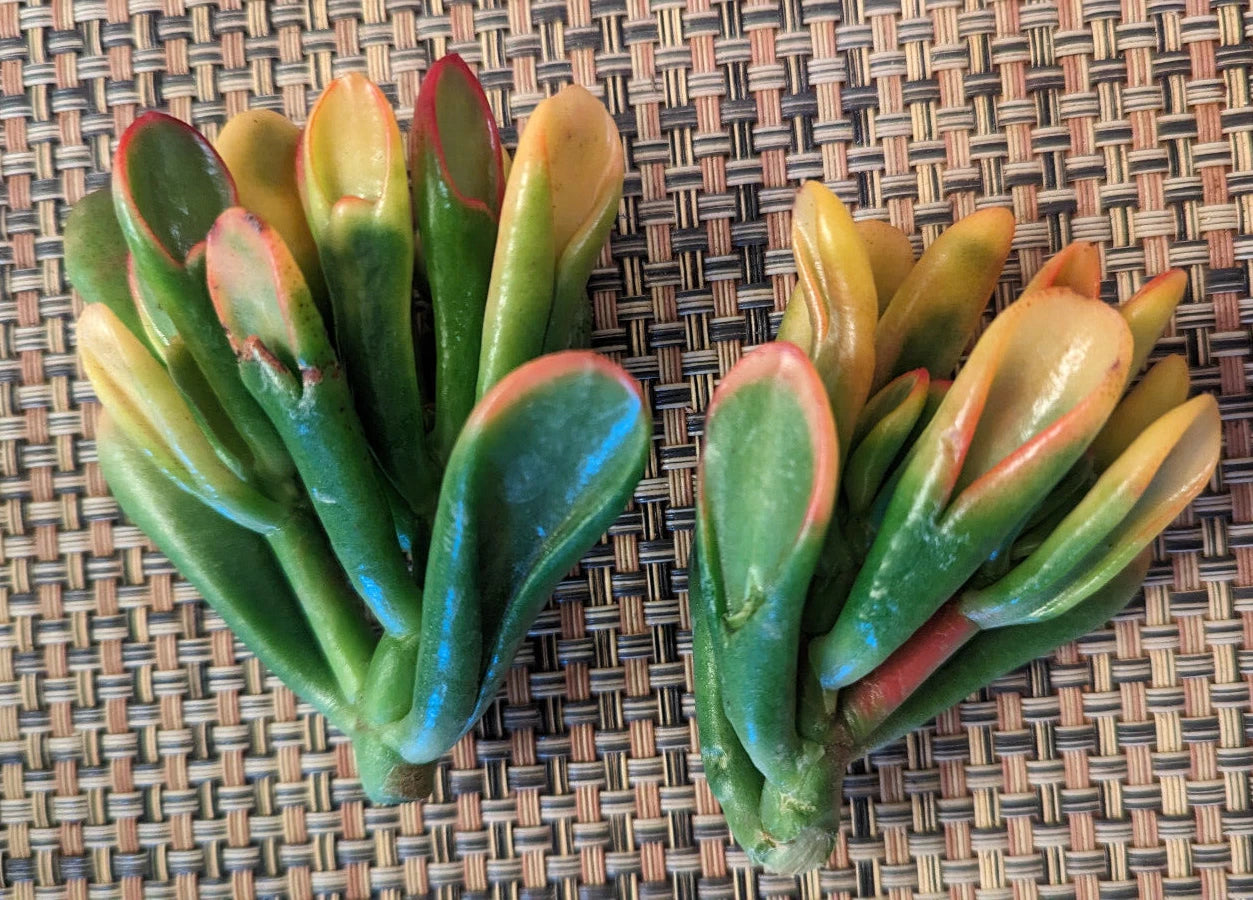 Variegated Crassula Ovata 'Gollum' Cutting - 3" Rare Jade Plant - Succulent