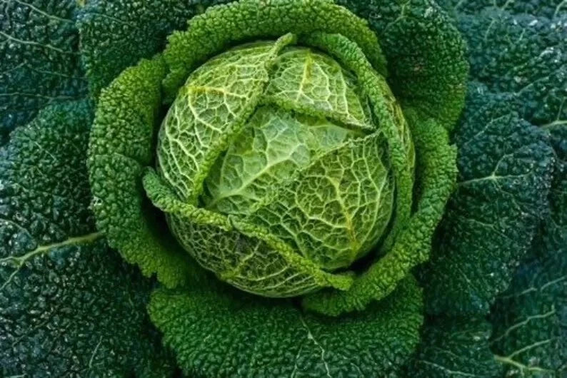 Savoy Perfection Cabbage Seeds 500+ Heirloom NON-GMO Fresh Seeds (Brassica oleracea var. sabauda)