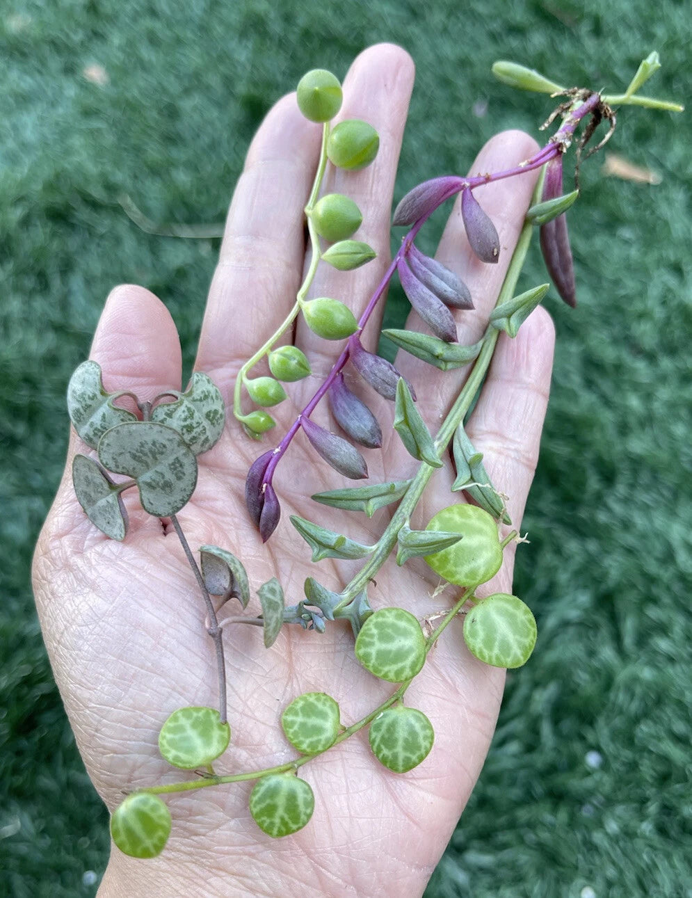 5 Healthy String of Hearts Cuttings | 3” Long | Ceropegia woodii | Indoor Plant Propagation