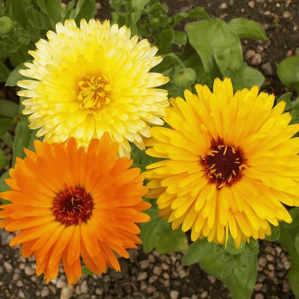 Calendula Seeds - 100 Organic Fresh Seeds - Pacific Beauty Variety - Calendula officinalis
