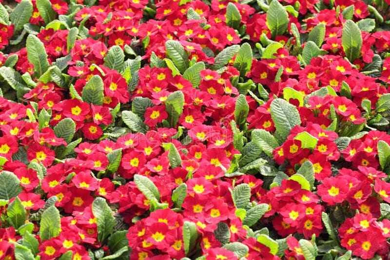 Primula Mala Seeds - 100 Count - Red GL - Primula mala - Hardy Perennial Flower Seeds for Gardening