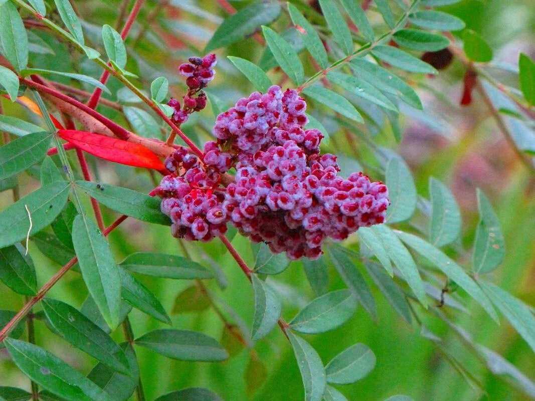 sumac seeds for planting Winged Sumac Seeds 30 Count - Rhus copallinum