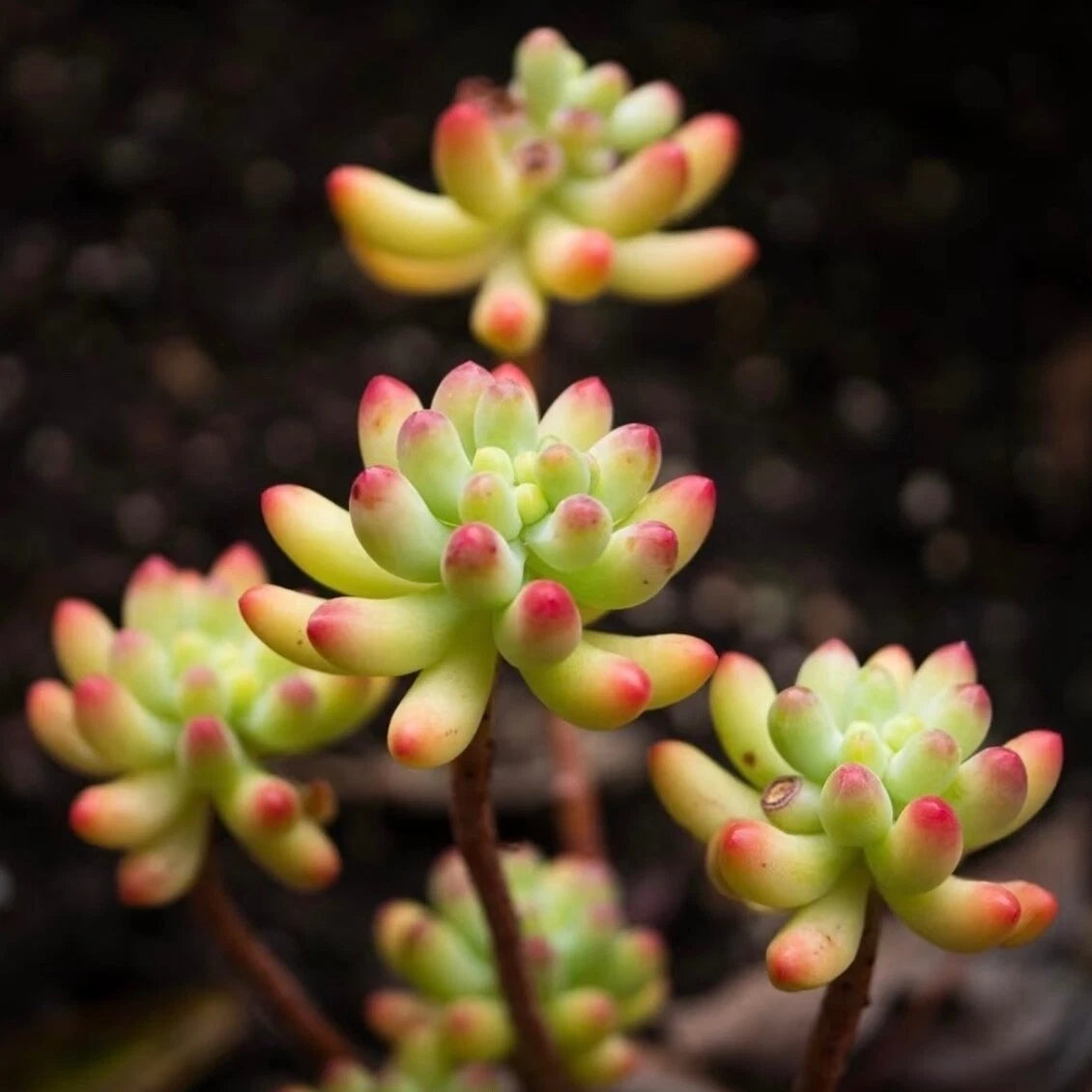 rare succulents live plants Rare Succulent Sedum pachyphyllum Live Plant - Fully Rooted 2-Inch Gift  Decor