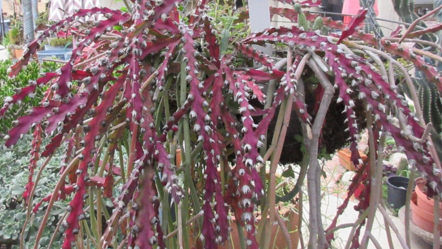 Rhipsalis Cutting 10