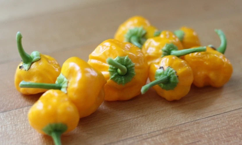 Jamaican Yellow Scotch Bonnet Pepper Seeds - 20 Premium Fresh Seeds (Capsicum chinense)