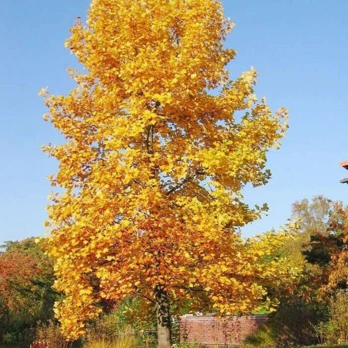 Tulip Poplar Tree Seedling | Live Tree for Planting (1 Tree) | Liriodendron tulipifera
