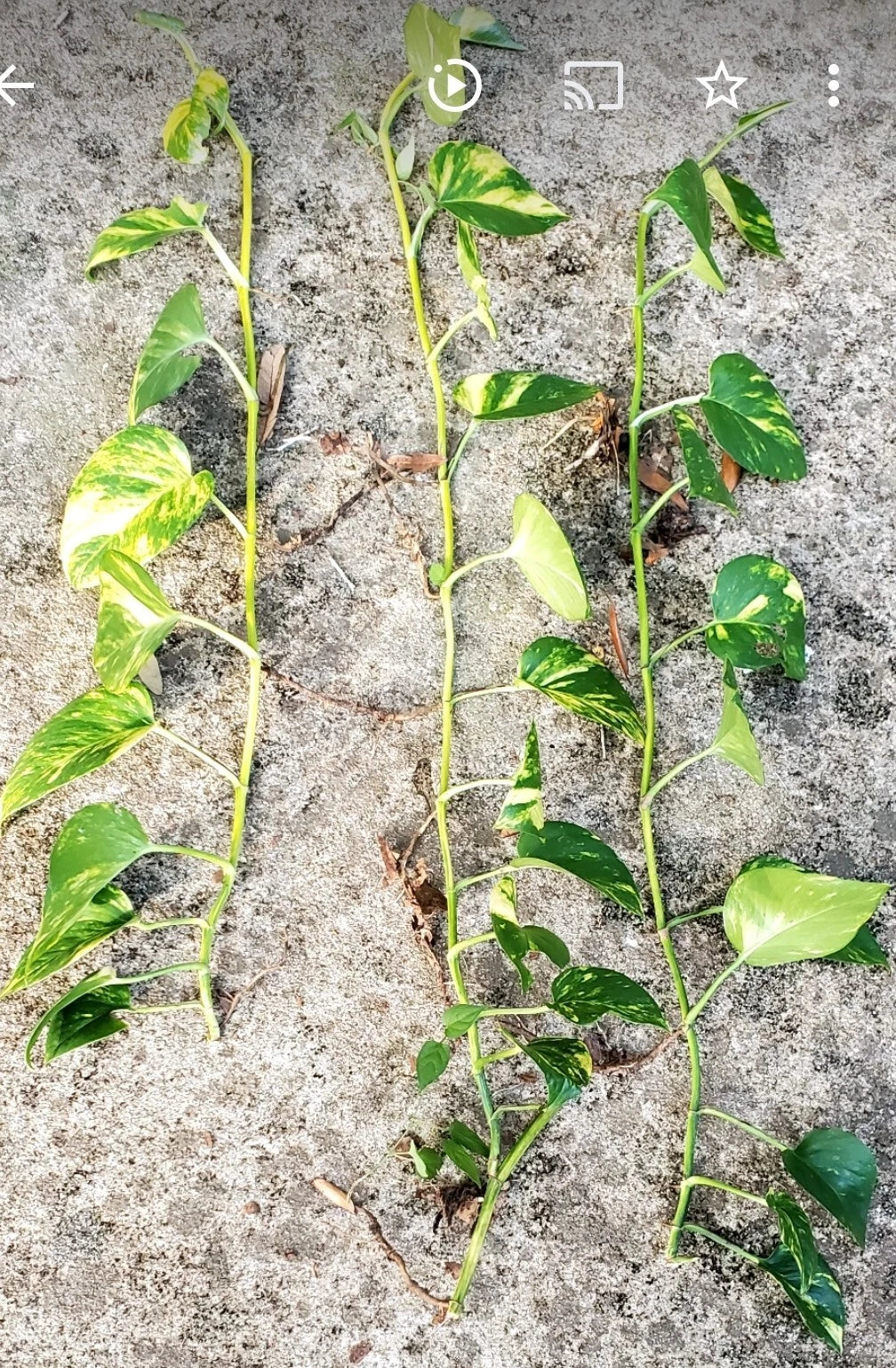 giant hawaiian pothos plants Giant Golden Hawaiian Pothos Plant - Live Indoor Houseplant