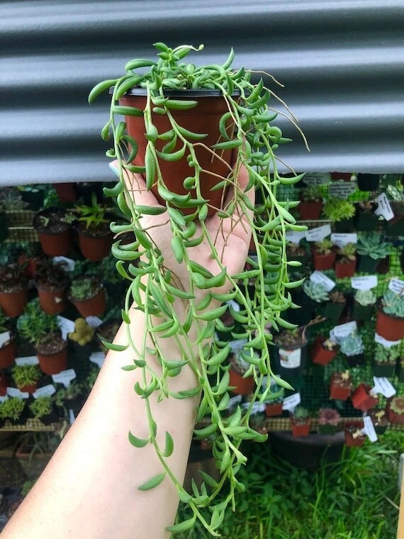 senecio succulent propagation String of Bananas Plant Cuttings - 6 Rooting Cuttings