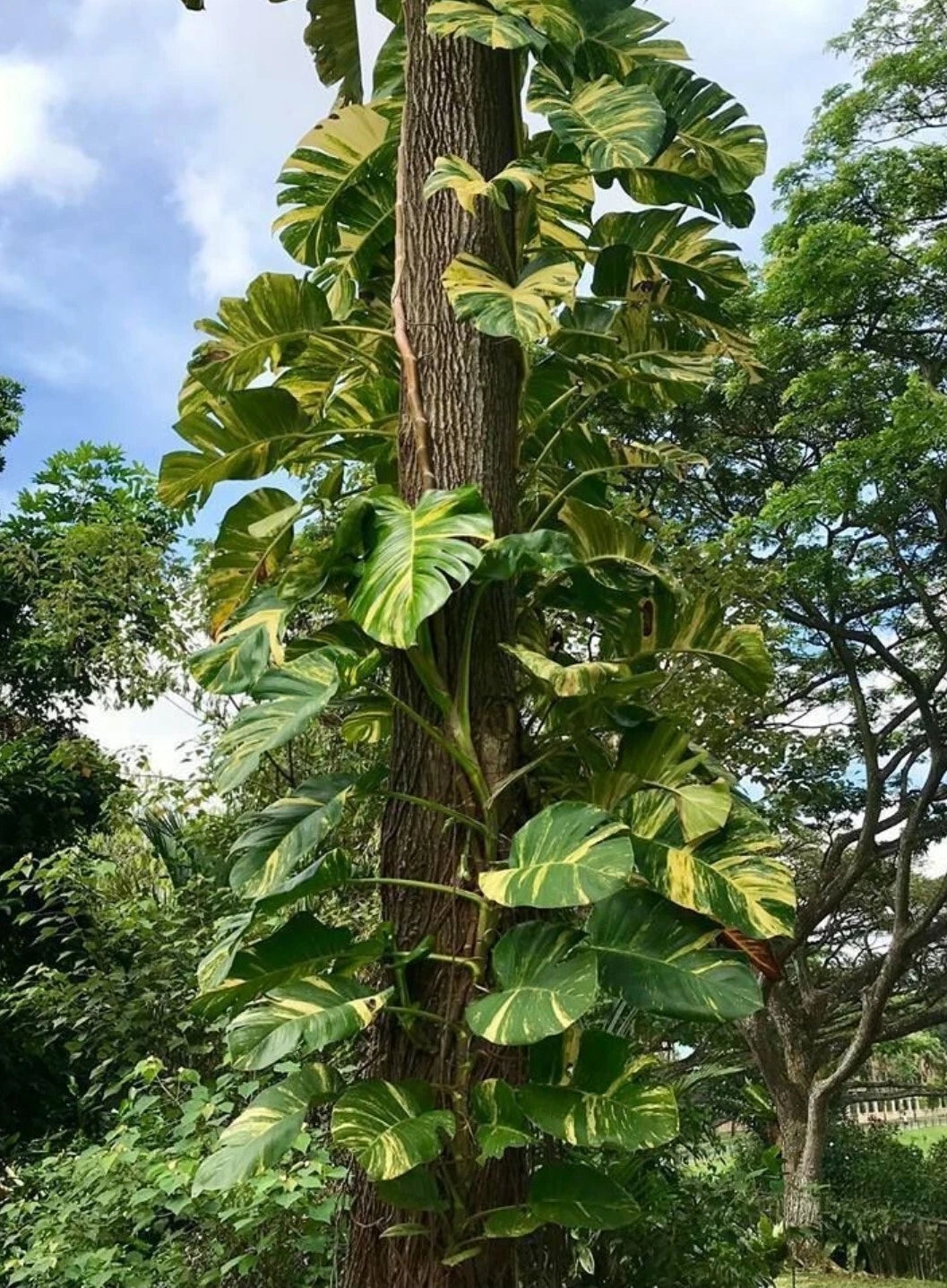 pothos tree Golden Queen Pothos Vine 24" Long